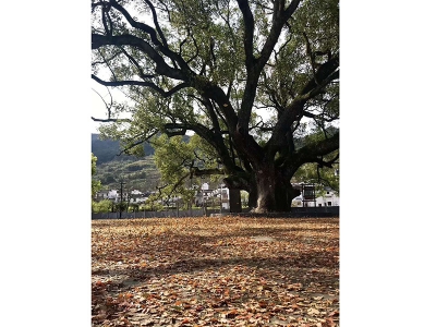 写生景点