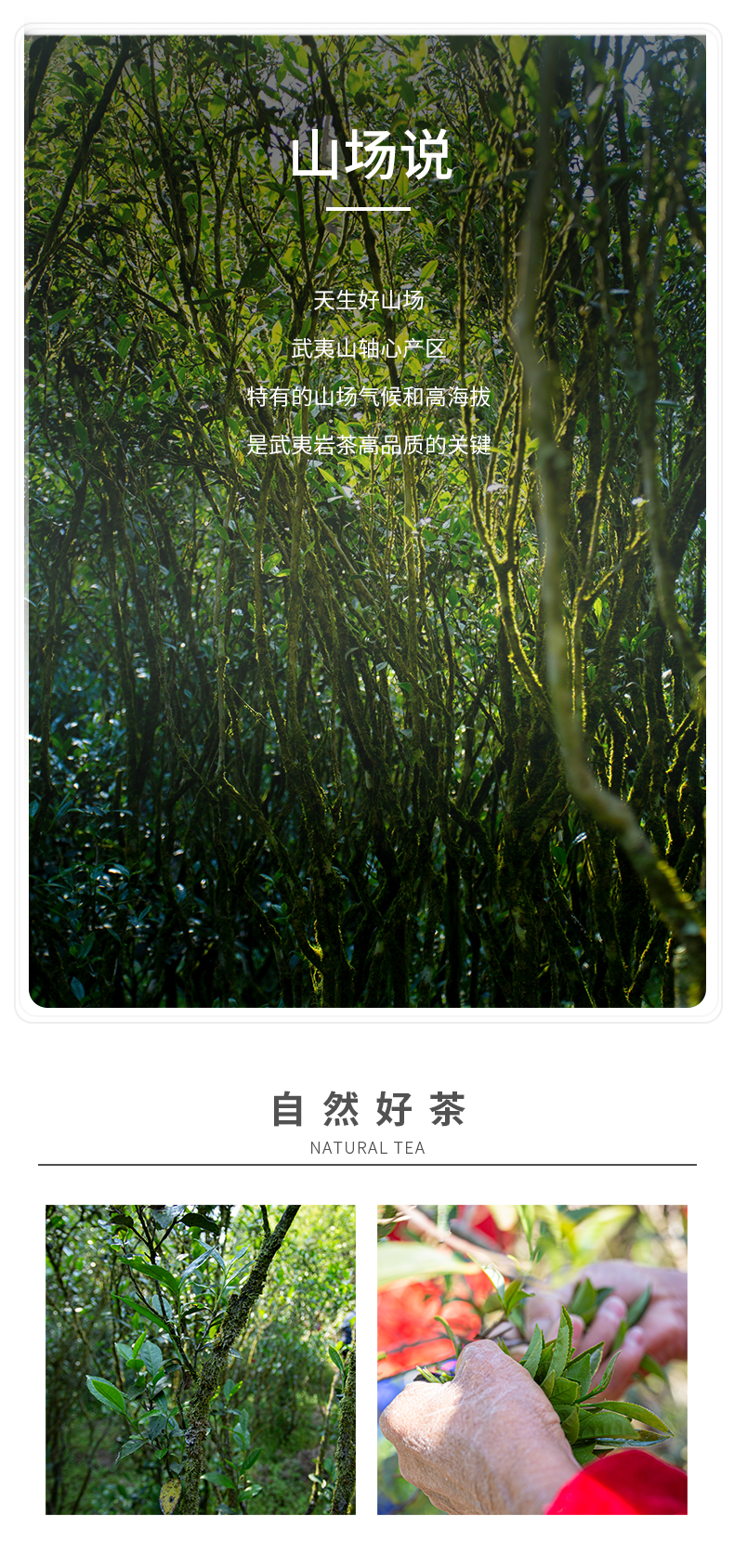 綠鬼樅王_08.jpg