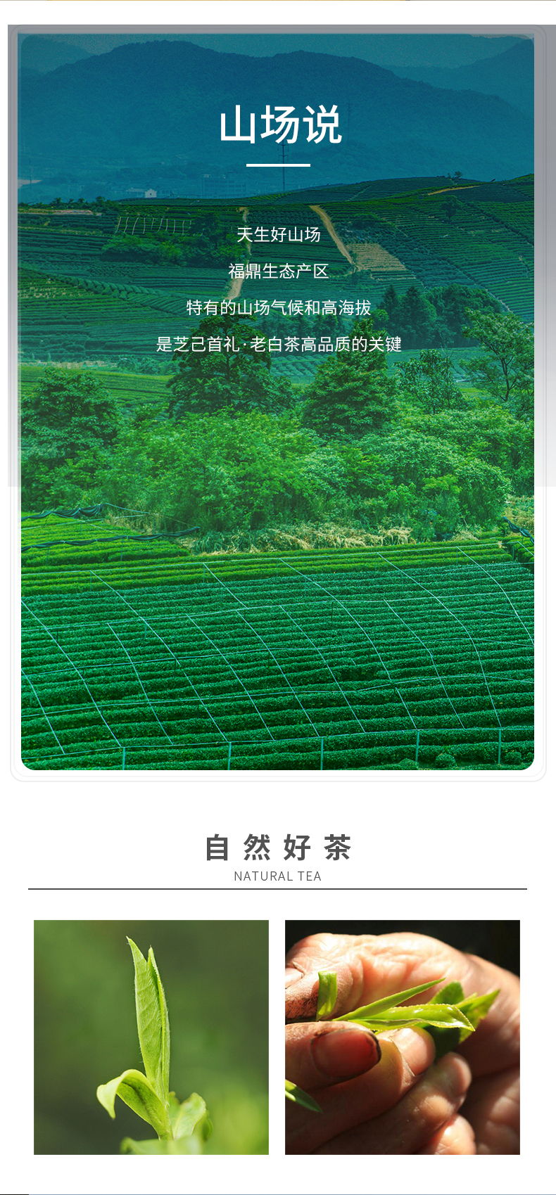首禮老白茶_05.jpg