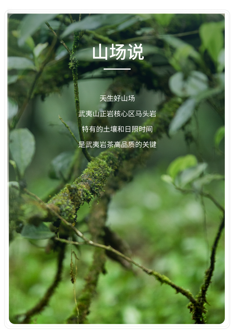 1881老樅水仙簡(jiǎn)裝_05.jpg