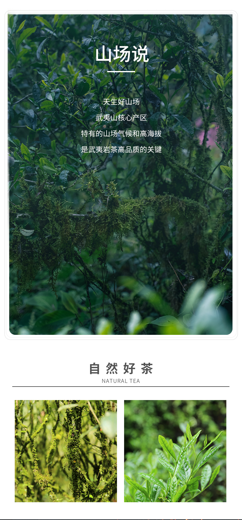 1881-老樅水仙_05.jpg