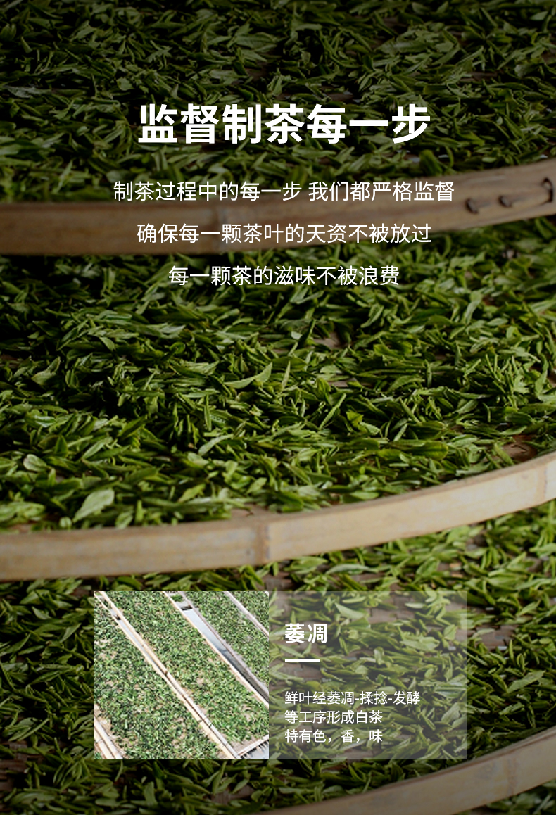 1881-白毫銀針_06.jpg