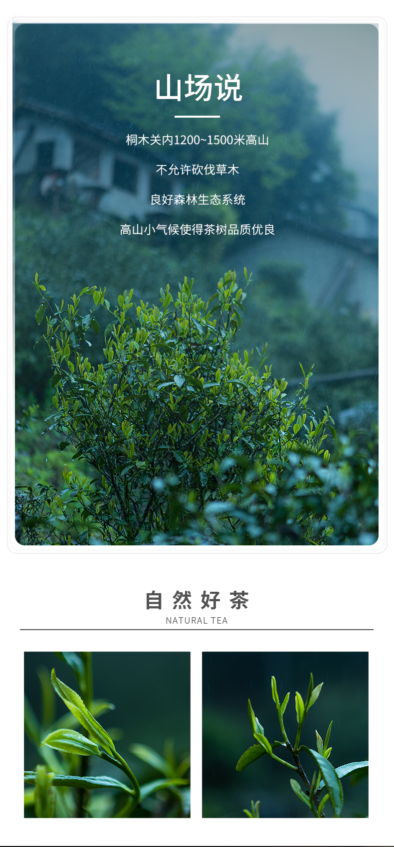 金駿眉_05.jpg