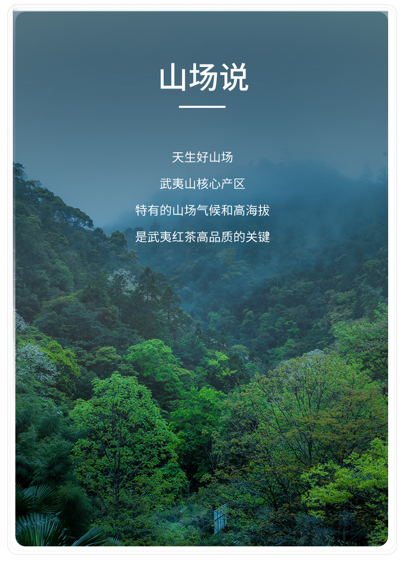 金駿眉_05.jpg
