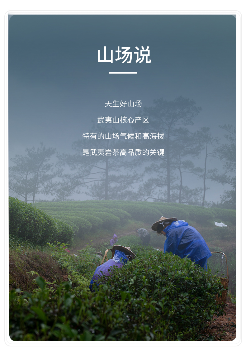 花香大紅袍_05.jpg