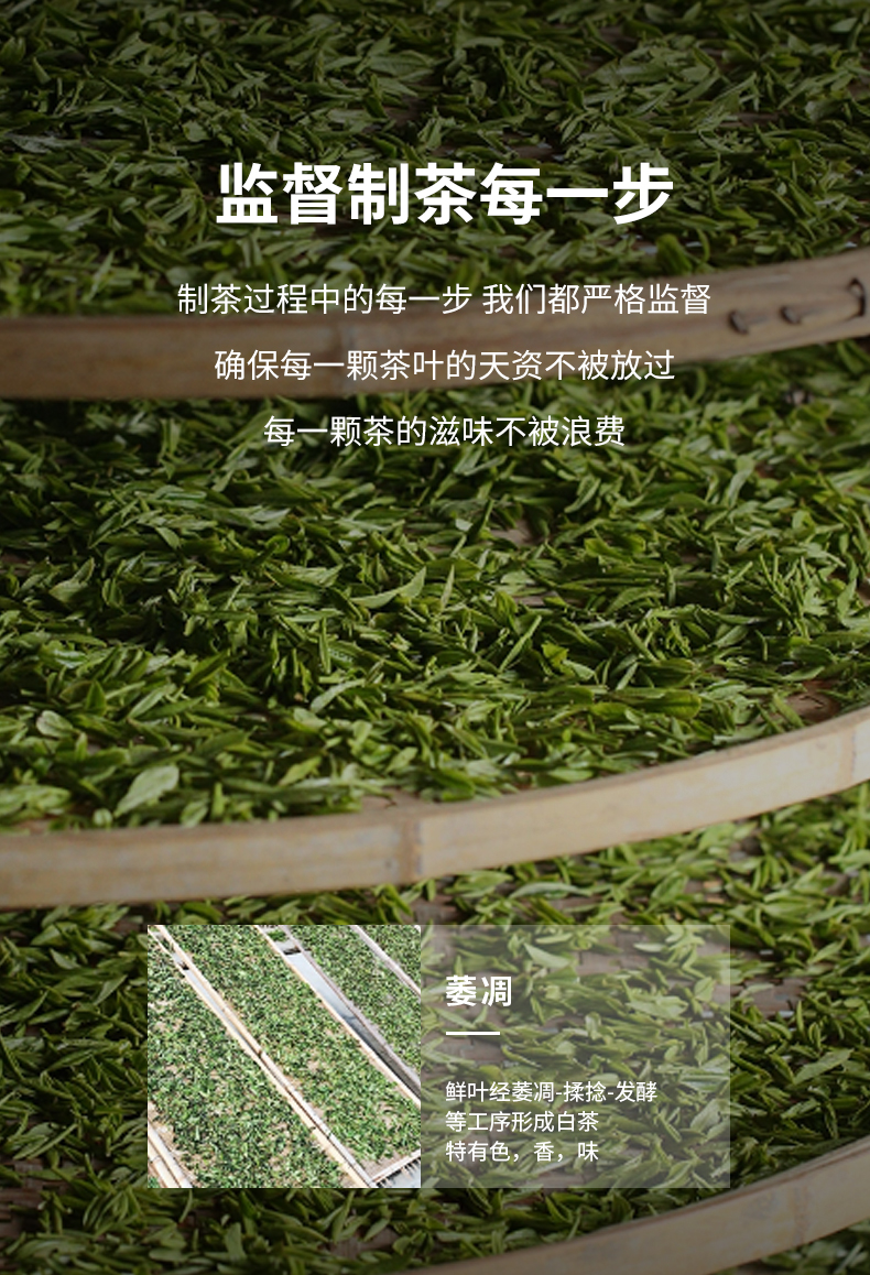 1881-白毫銀針_06.jpg