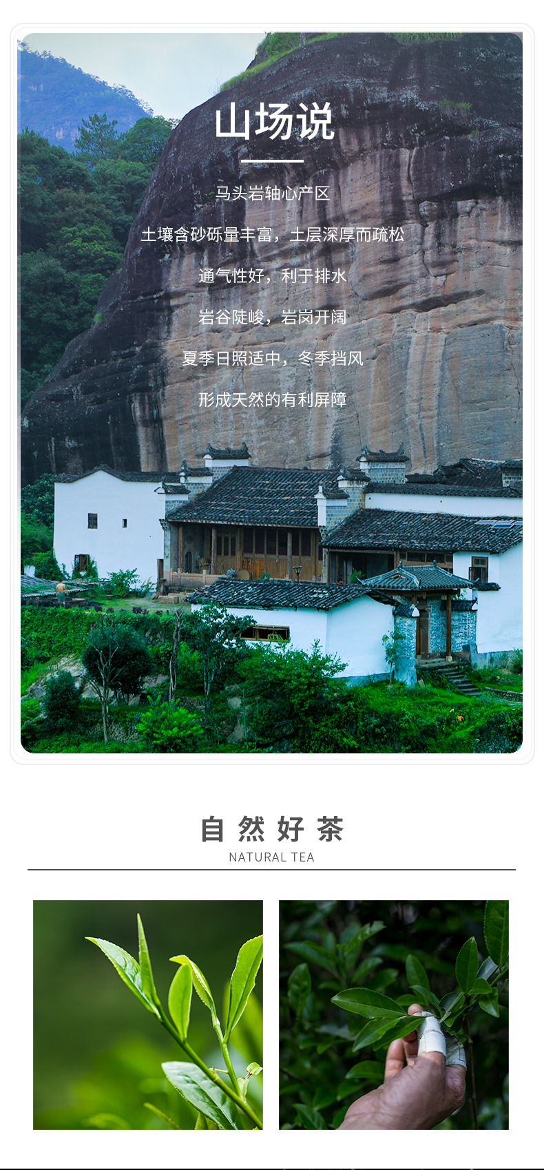 褐-马头岩老枞水仙_05.jpg