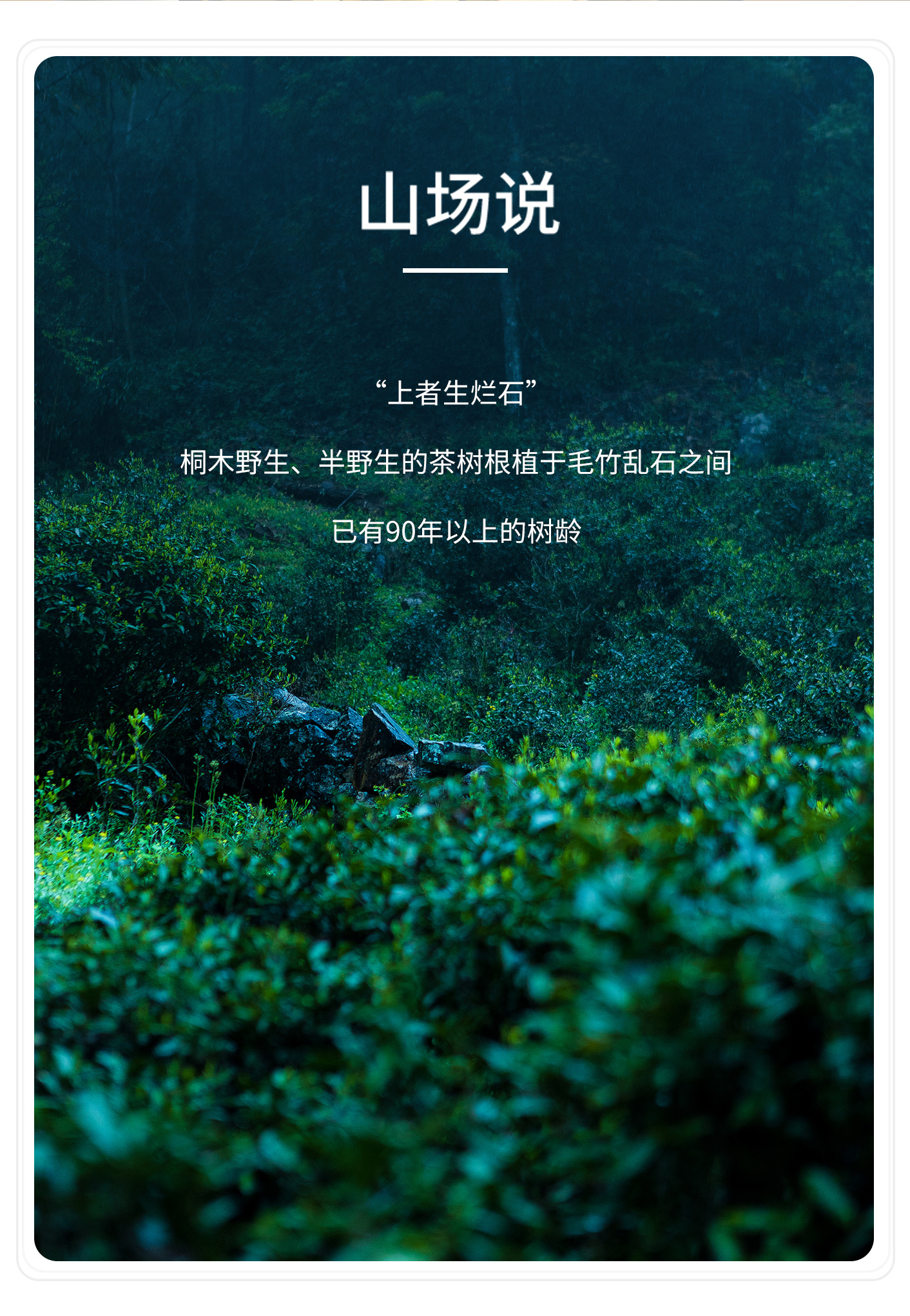 駿眉王_05.jpg