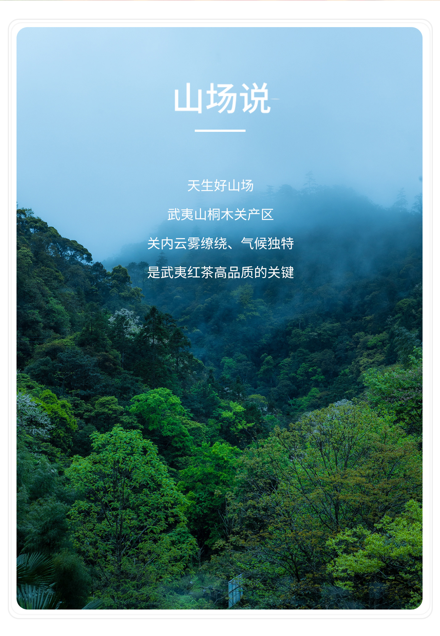 古樹王_05.jpg