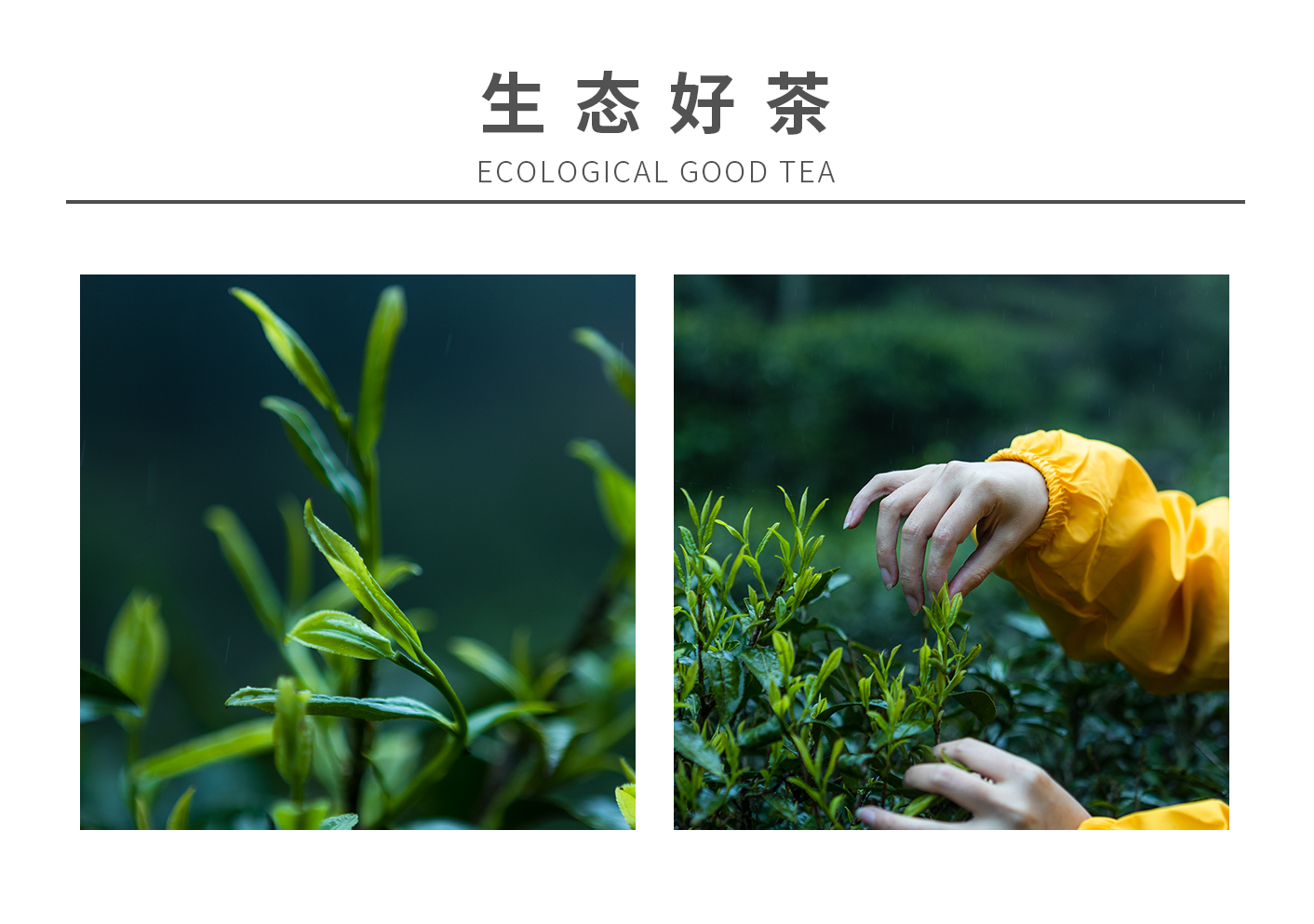 古樹王_06.jpg
