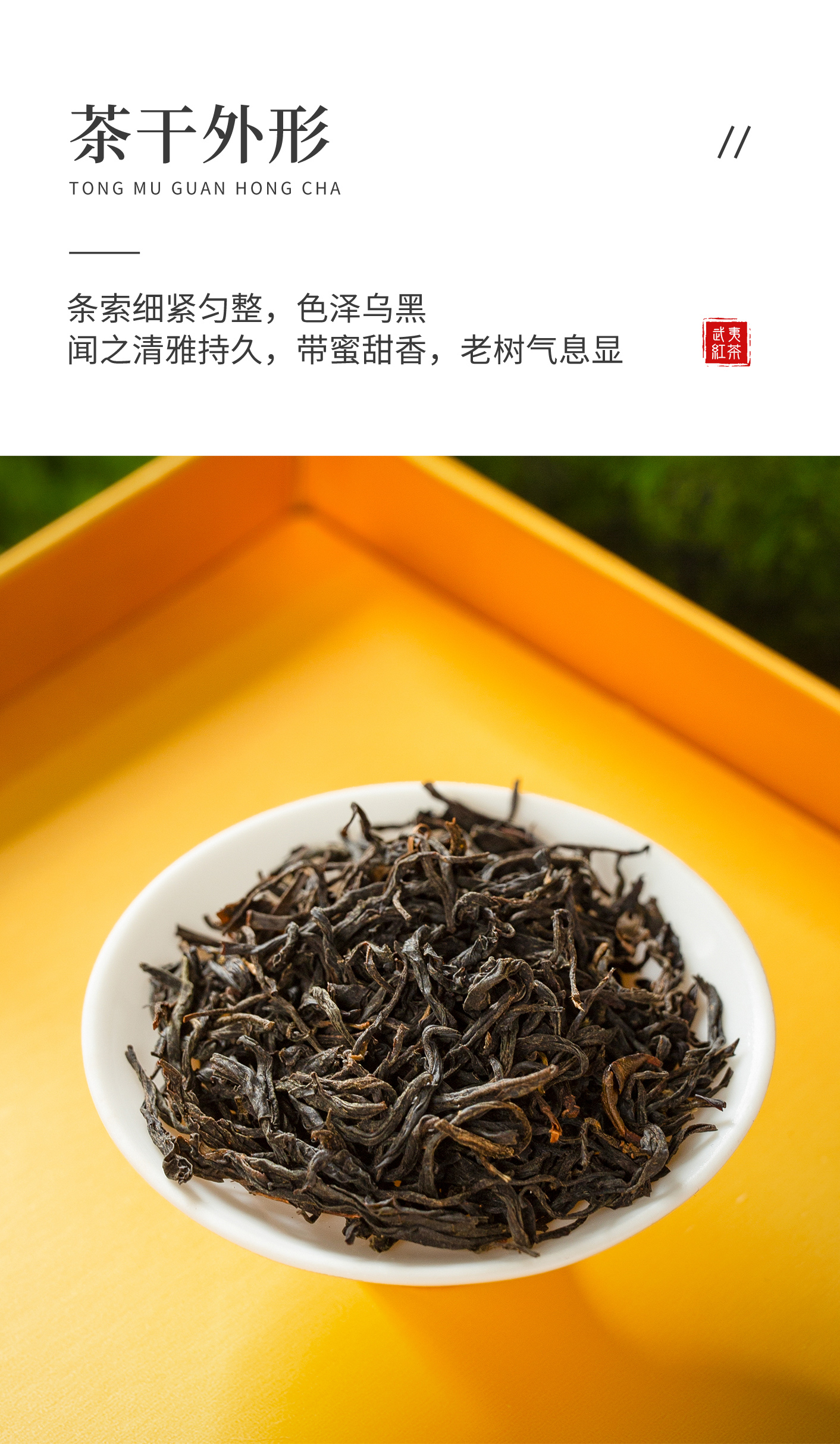 古樹王_08.jpg