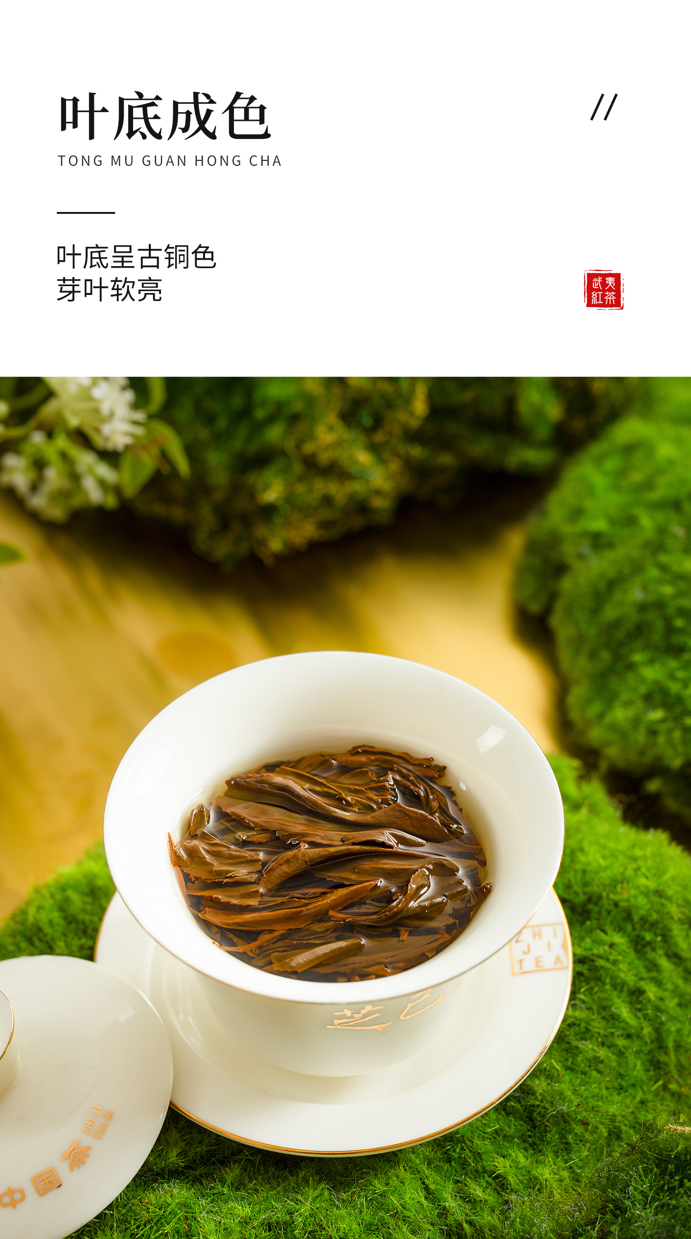 古樹王_10.jpg
