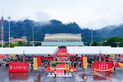 武夷山六月摆擂“斗”茶：褪去火功“妆扮” 看见老枞水仙真功夫